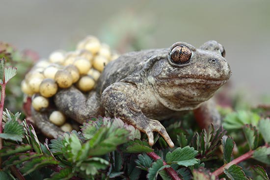 Endangered Species Protection Report